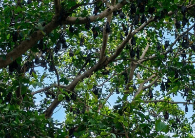 Fruit Bats at Island, Debrigarh