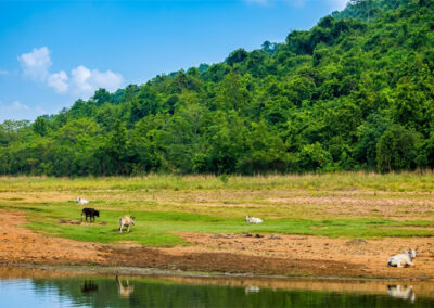 Cattle island, Debrigarh