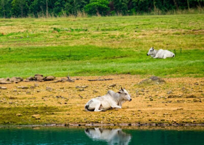 Cattle island, Debrigarh boat cruise