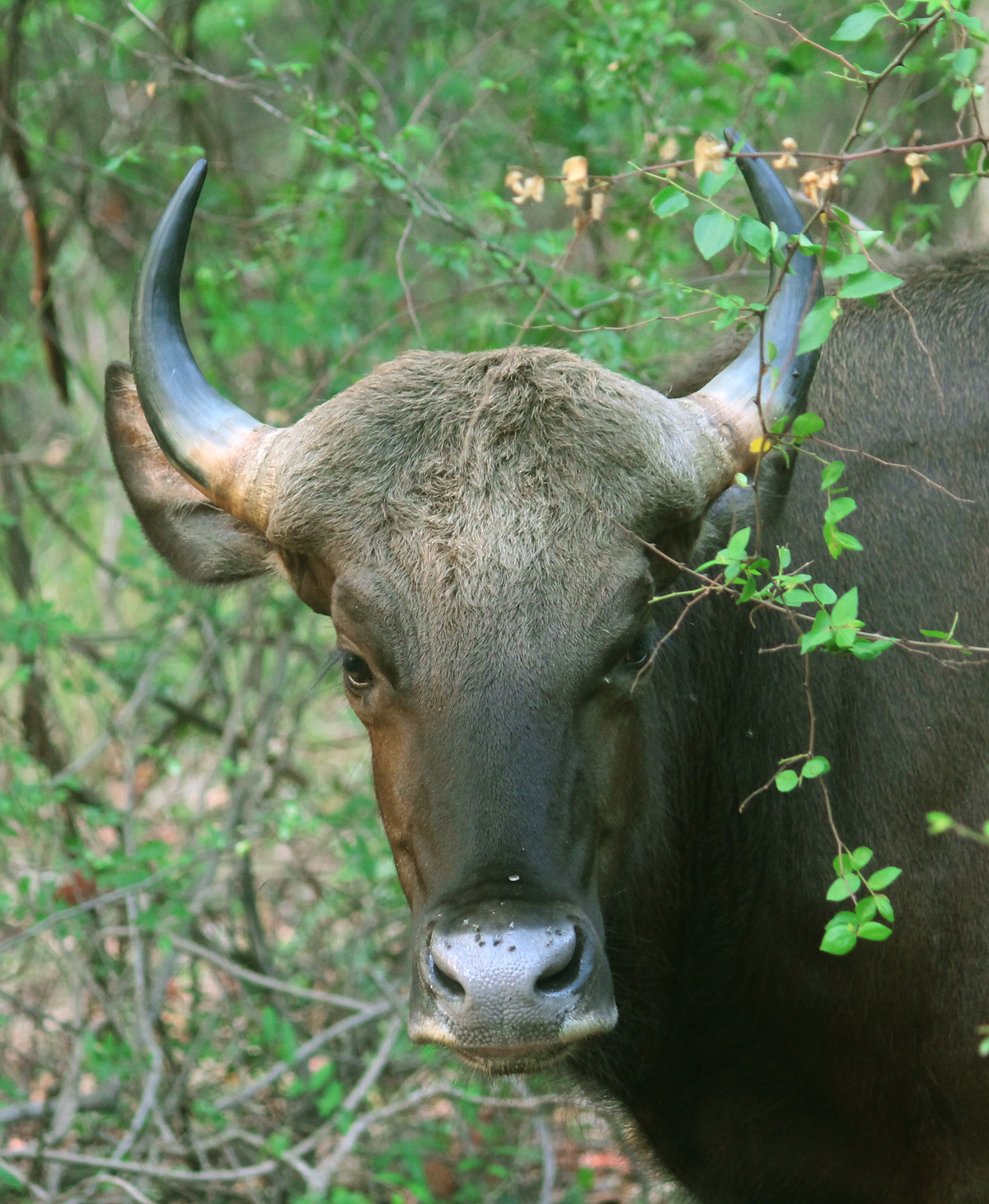 Bison at Debrigarh WLS