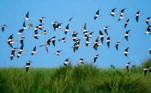 Govindpur birds village