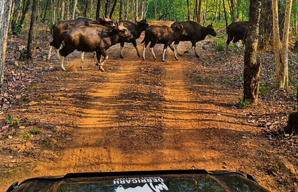 Animal life at Debrigarh