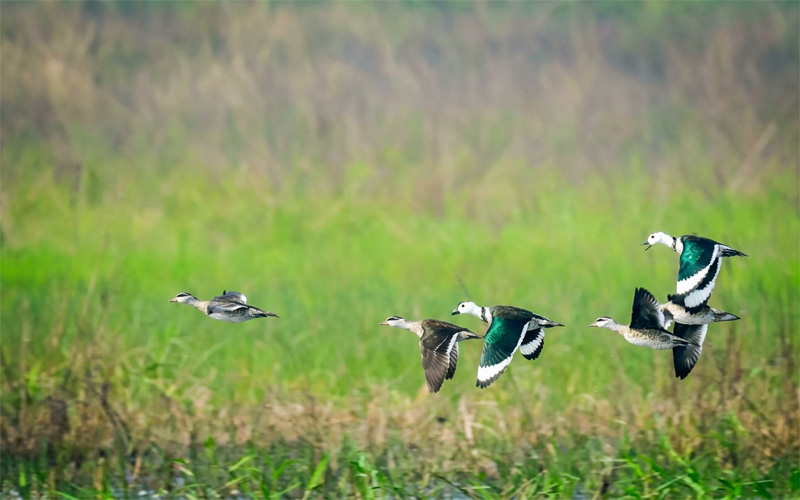 Birds at Debrigarh WLS Birds at Debrigarh WLS