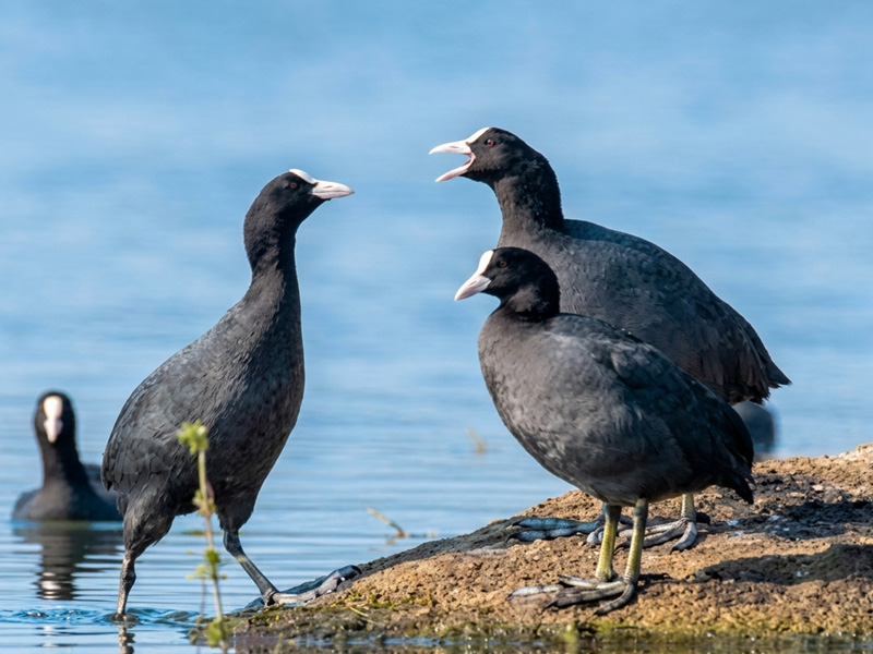 common coot in debrigarh