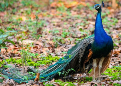 Peacock, Debrigarh safari