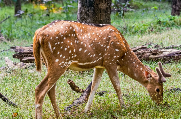 deer at debrigarh