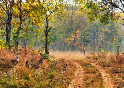 Debrigarh Jungle safari