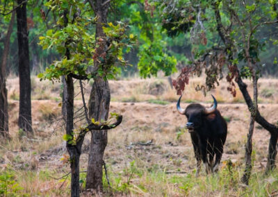 Bison at Debrigarh Jungle safari
