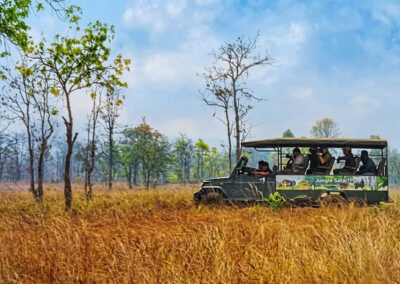 Bison at Debrigarh Jungle safari