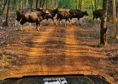 Debrigarh Jungle safari