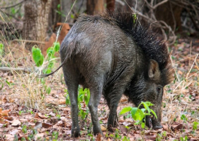 Wild boar in Debrigarh